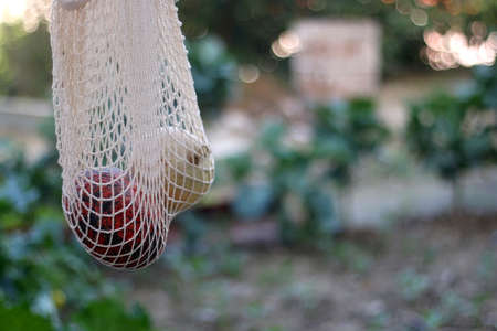 Mesh bag with two different pumpkins, hanging in a garden. Selective focus.の写真素材