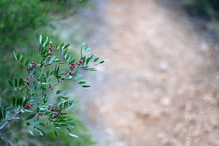Wild bush with red berries in a forest. Selective focus.の写真素材