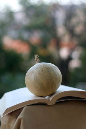 Open book and small pumpkin in a garden. Selective focus.の写真素材