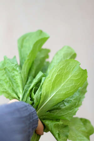 Unrecognizable person holding fresh lettuce, picked from the garden. Selective focus.の写真素材
