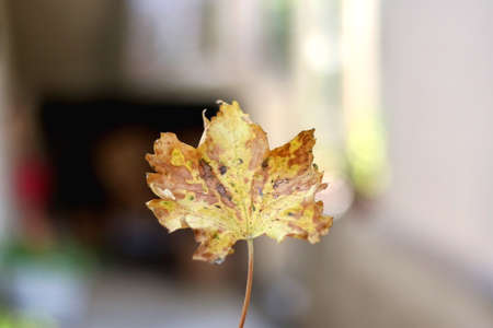 Unrecognizable person holding colorful autumn leaf. Selective focus.の写真素材