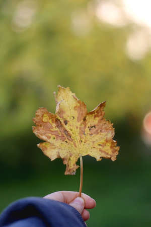 Unrecognizable person holding an auatumn leaf. Selective focus.