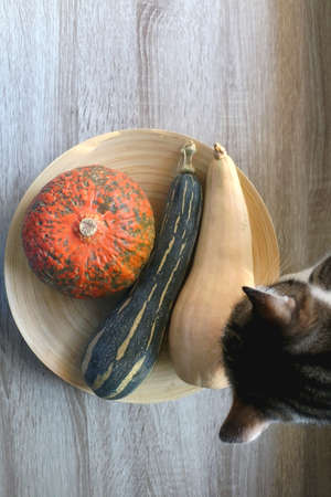 Wooden bowl with three different gourds and curious tabby cat. Top view.の写真素材