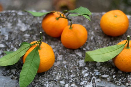 Fresh picked tangerines in the garden. Selective focus.の写真素材