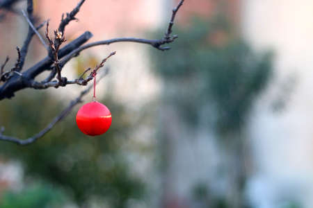Red bauble hanging in the garden. Selective focus.の写真素材