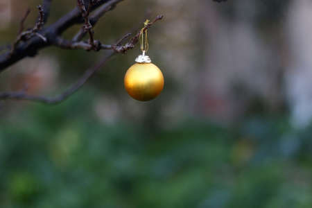 Gold Christmas bauble hanging in the garden. Selective focus.