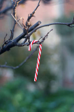 Candy cane decoration hanging on a bare tree in the garden. Selective focus.の写真素材
