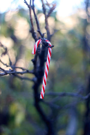 Candy cane decoration hanging in the garden. Selective focus.