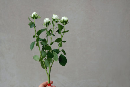 Hand holding white roses. Selective focus, simple concrete background.の写真素材