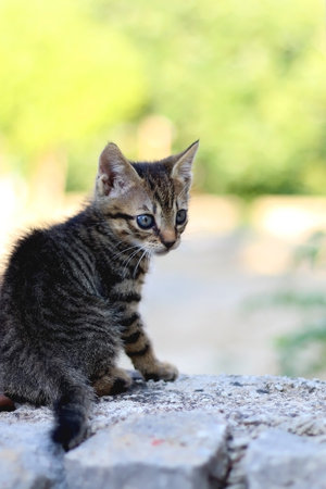 Brown tabby kitten playing in the garden. Selective focus.の写真素材
