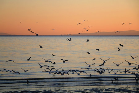 Flock of seagulls on the beach and beautiful sunset. Landscape in Split, Croatia.の写真素材
