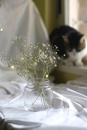 Glass vase with gypsophila flowers and tabby cat in the background. Selective focus.の写真素材