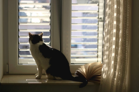 Tabby cat and open book, on a window sill, illuminated by morning sunlight. Selective focus.の写真素材