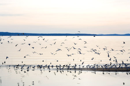 Flock of seagulls on the beach. Selective focus.