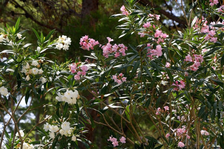 Pink and white oleander flowers. Selective focus.