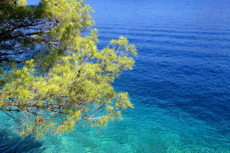 Pine tree on the shore. Picturesque Mediterranean landscape on island Lastovo, Croatia.の写真素材