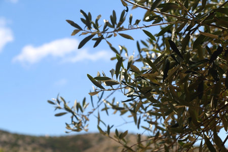 Olive tree branches. Selective focus.の写真素材