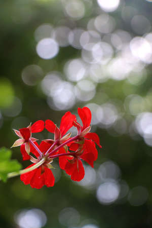 Red geranium flowers in a garden. Selective focus.の写真素材