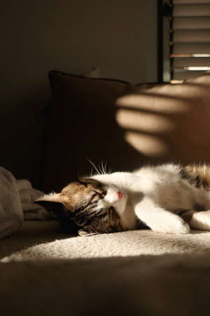 Cute tabby cat sitting on a sofa, illuminated by sunlight. Selective focus.