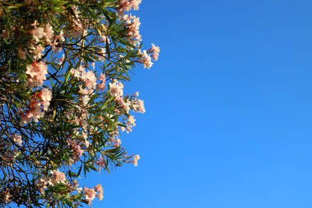 Pastel pink oleander flowers in a garden. Selective focus.