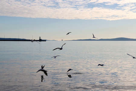 Seagulls flying above the sea. Small lighthouse in the background. Beautiful landscape in Split,...