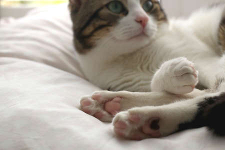 Cute tabby cat sleeping on a pillow. Close-up of paws. Selective focus.の写真素材