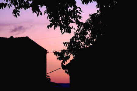 Silhouette of a tree branches in a garden and beautiful sunset sky. Selective focus.の写真素材