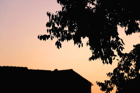 Silhouette of a tree branch in a garden and beautiful sunset sky. Selective focus.の写真素材