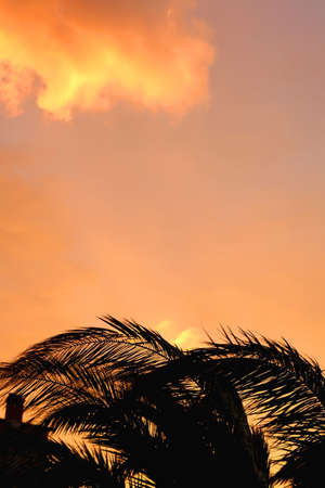 Palm tree silhouette and beautiful sunset.の写真素材