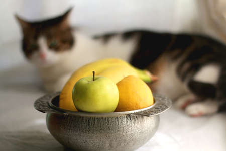 Antique bowl with bananas, apples and lemons. Tabby cat in the background. Selective focus.の写真素材