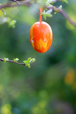 Easter egg decorations hanging in a garden. Selective focus.の写真素材