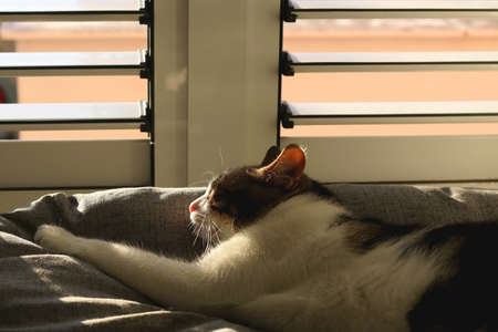 Tabby cat sleeping on a window and enjoying sunlight. Selective focus.