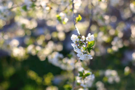 Spring blossoms on a tree. Selective focus.
