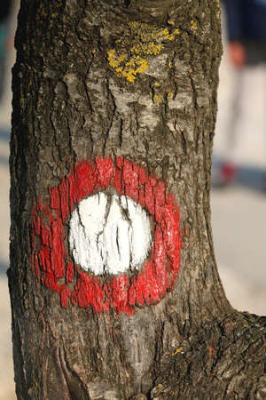 Hiking trail symbol painted on the tree bark. Selective focus.の写真素材