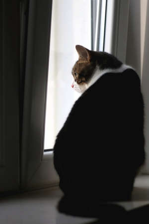 Tabby cat sitting on a window sill and looking outside. Selective focus.の写真素材