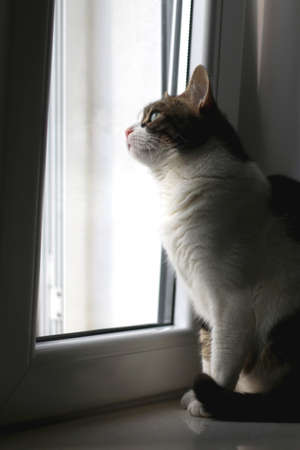 Tabby cat sitting on a window sill and looking outside. Selective focus.の写真素材