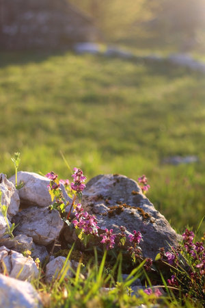 Wild purple flowers growing in the field. Selective focus.