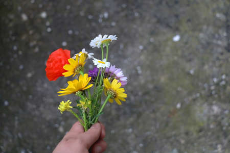 Hand holding various colorful picked flowers. Selective focus.の写真素材