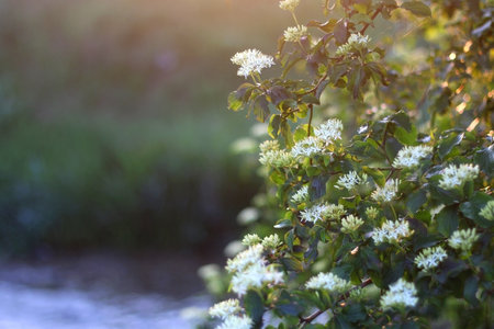 White flowers growing near river, illuminated by warm sunset light. Selective focus.の写真素材