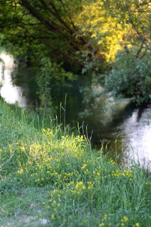 Yellow flowers growing by the river. Selective focus.の写真素材