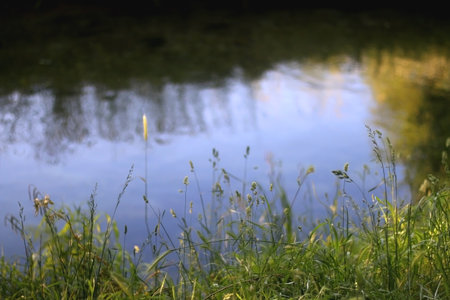 Wild plants growing by near a river, illuminated by warm sunlight. Selective focus.の写真素材