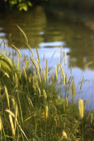 Wild plants growing by near a river, illuminated by warm sunlight. Selective focus.