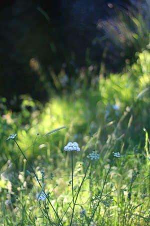 Wild plants growing by near a river, illuminated by warm sunlight. Selective focus.