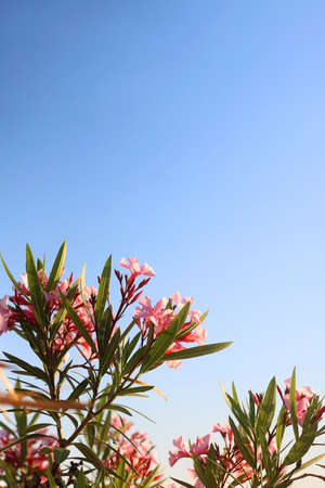 Pink oleander flowers and bright blue sky. Selective focus.