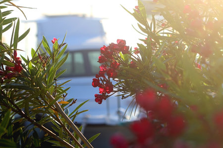 Pink oleander flowers by the sea. Selective focus.