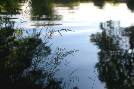 Wild plants growing by near a river, illuminated by warm sunlight. Selective focus.