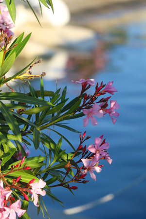 Pink oleander flowers at sunset. Selective focus.