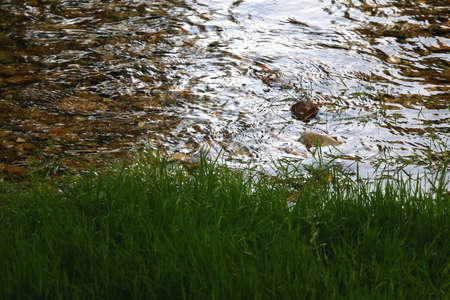 Wild plants growing by a river. Selective focus.の写真素材
