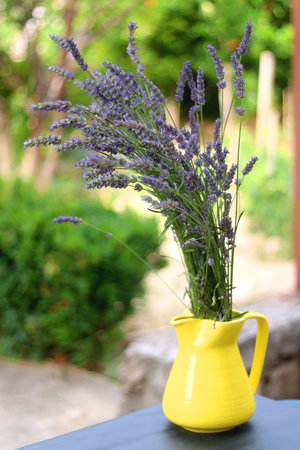 Vase with fresh picked lavender flowers in a garden. Selective focus.の写真素材