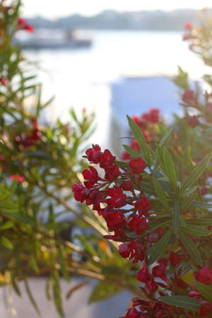 Pink oleander flowers at sunset. Selective focus.の写真素材